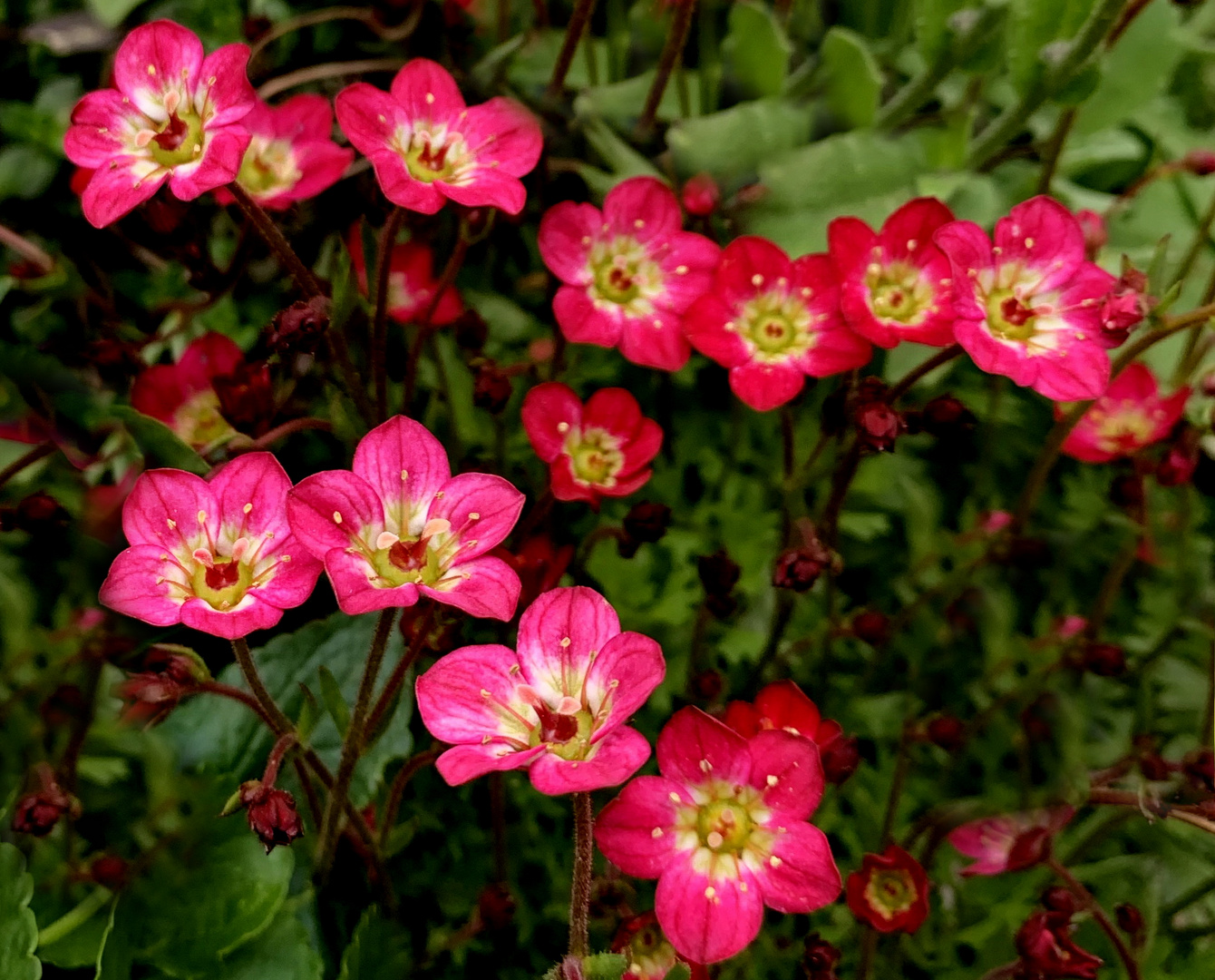 Moos - Steinbrech - Saxifraga x arendsii 