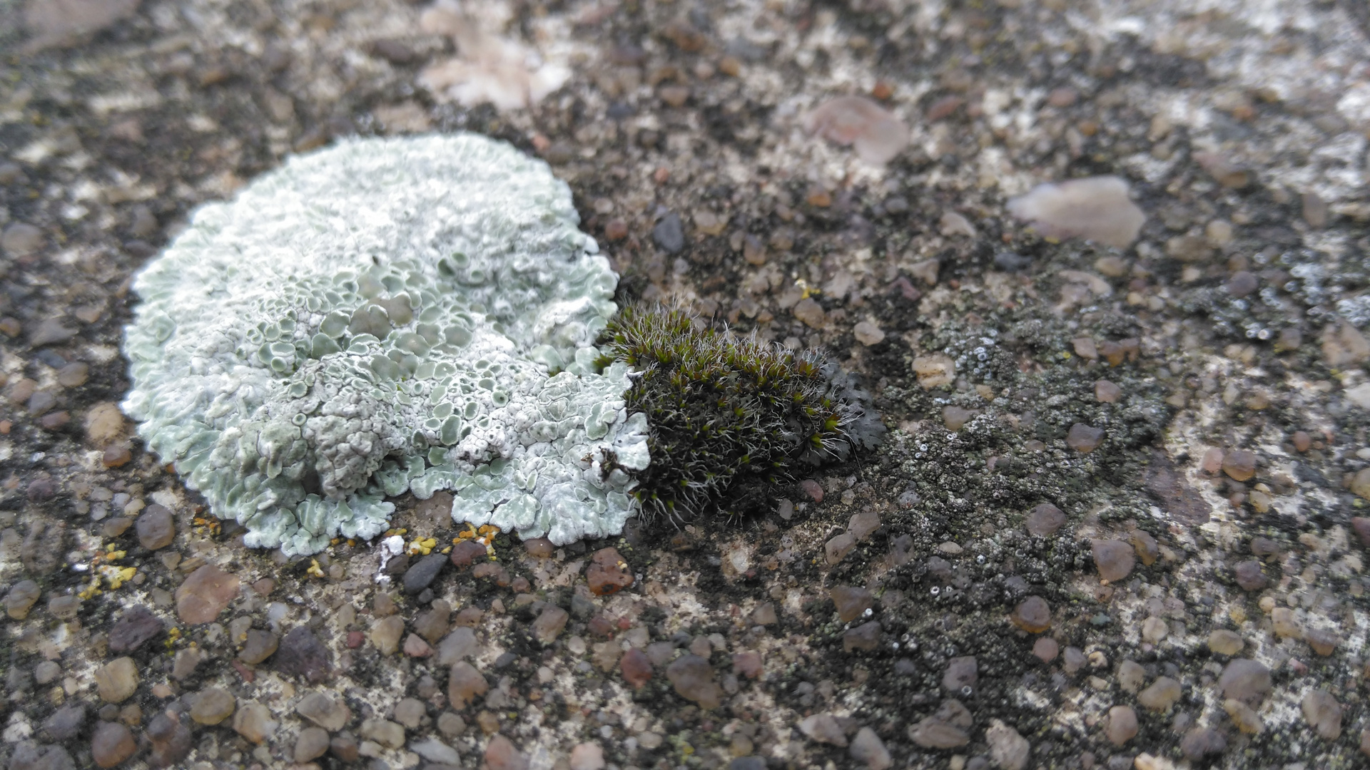 Moos und Flechte auf Beton