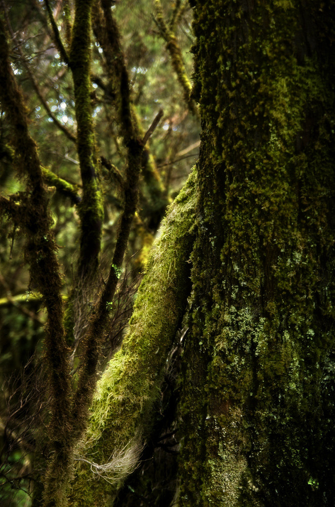 Moos und Flechte II, Nebelwald, La Gomera