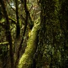 Moos und Flechte II, Nebelwald, La Gomera