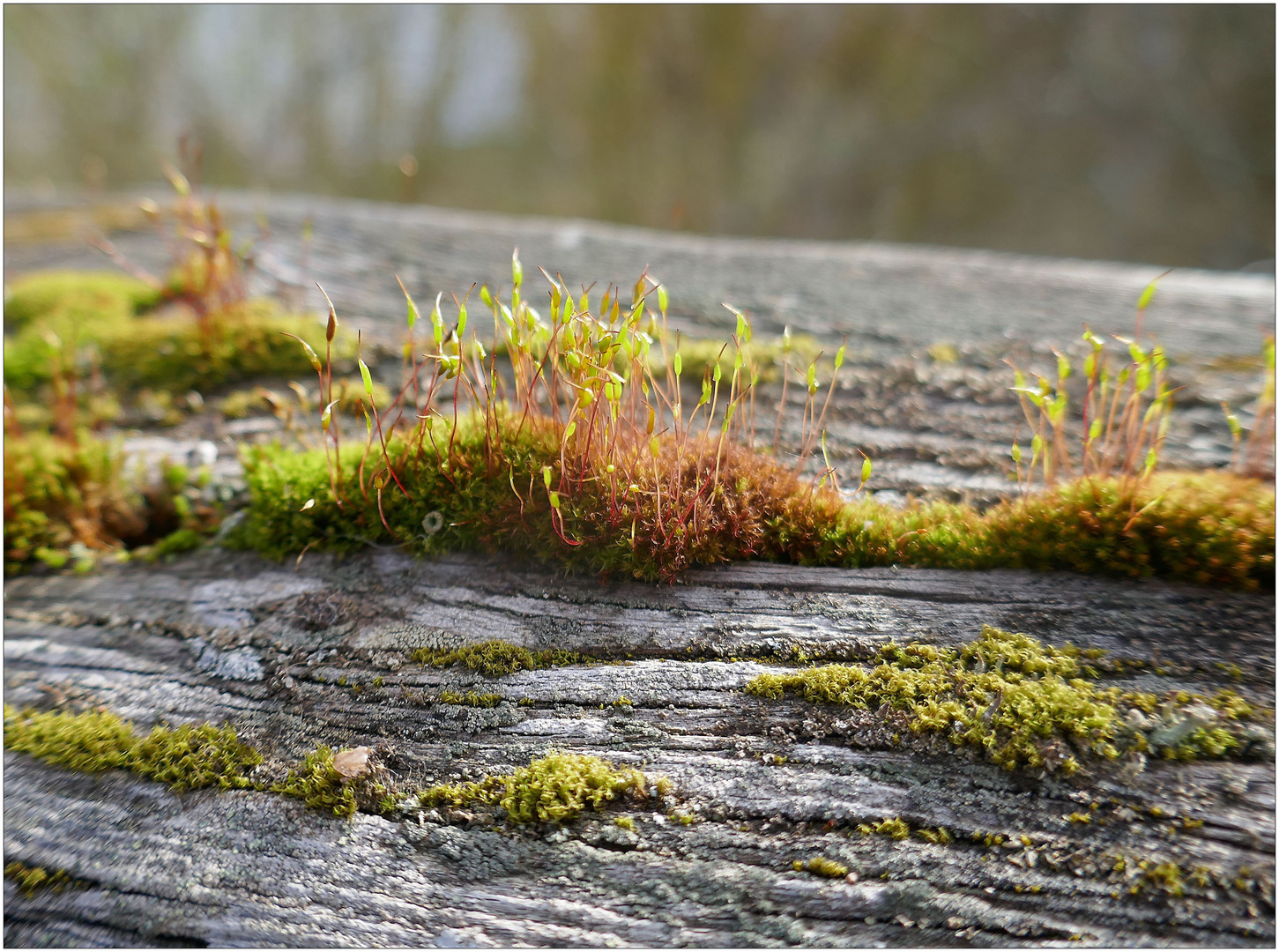 Moos und Flechten