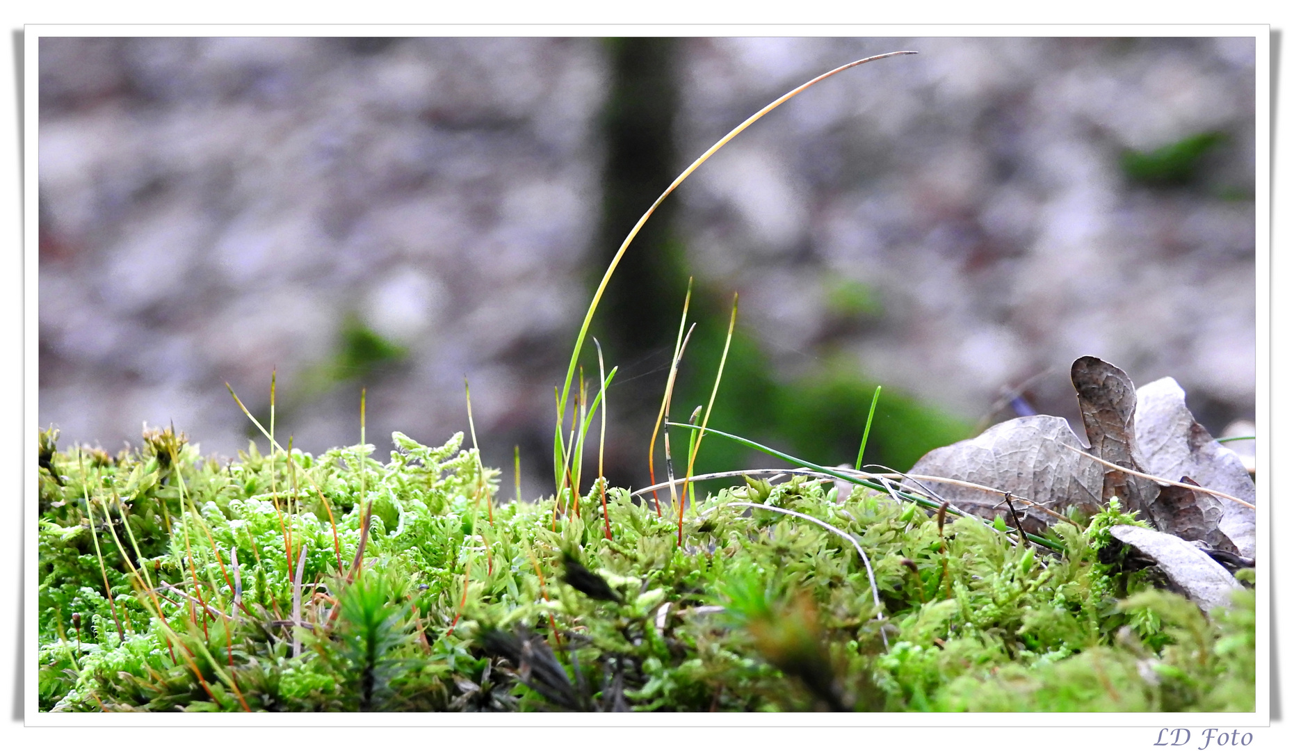 Moos und Gras