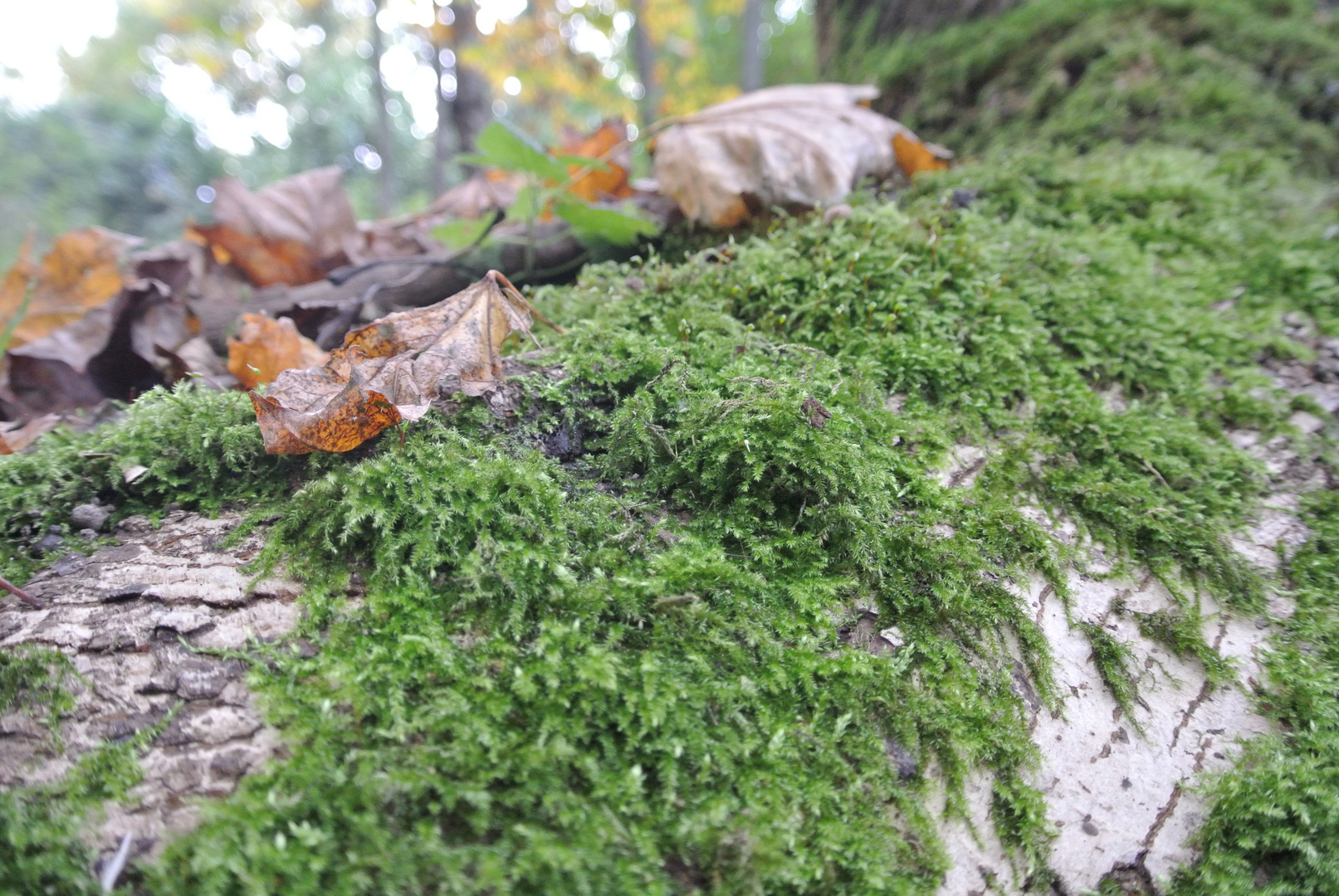 Moos und Herbstlaub