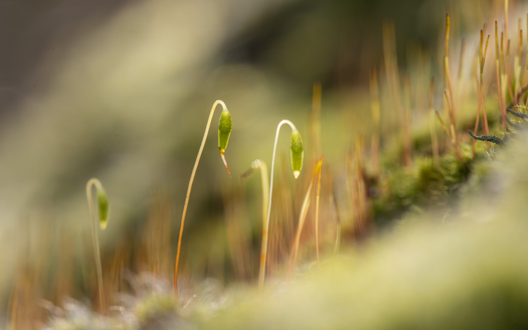 Moos und Licht II