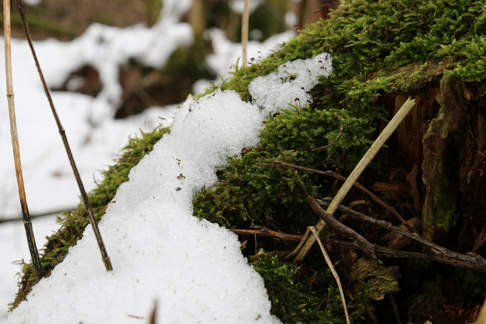 Moos und Schnee