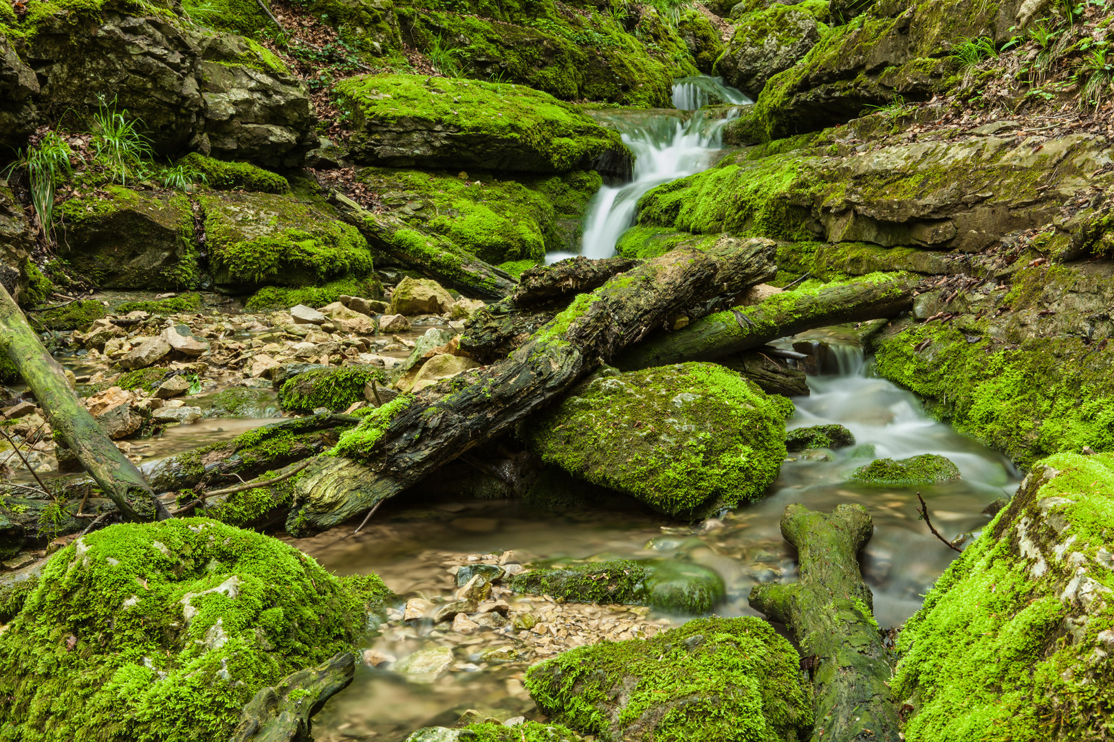 Moos und Wasser