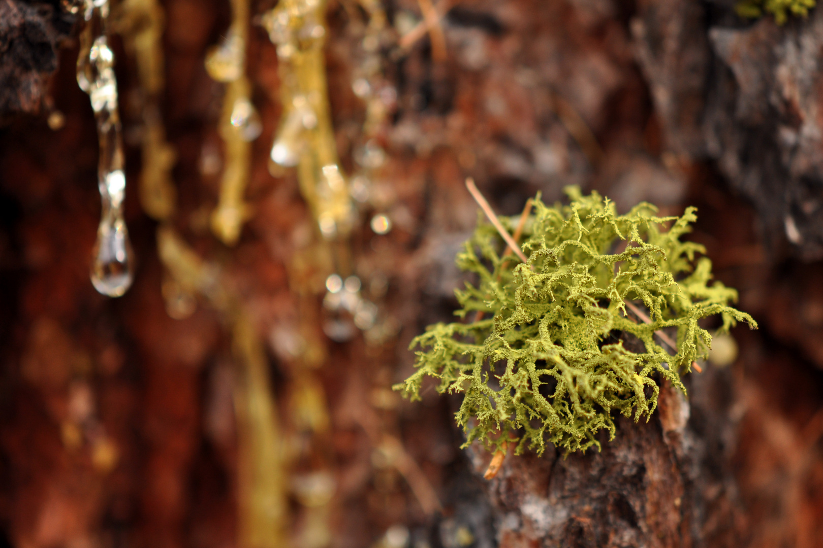 Moos vor Harz