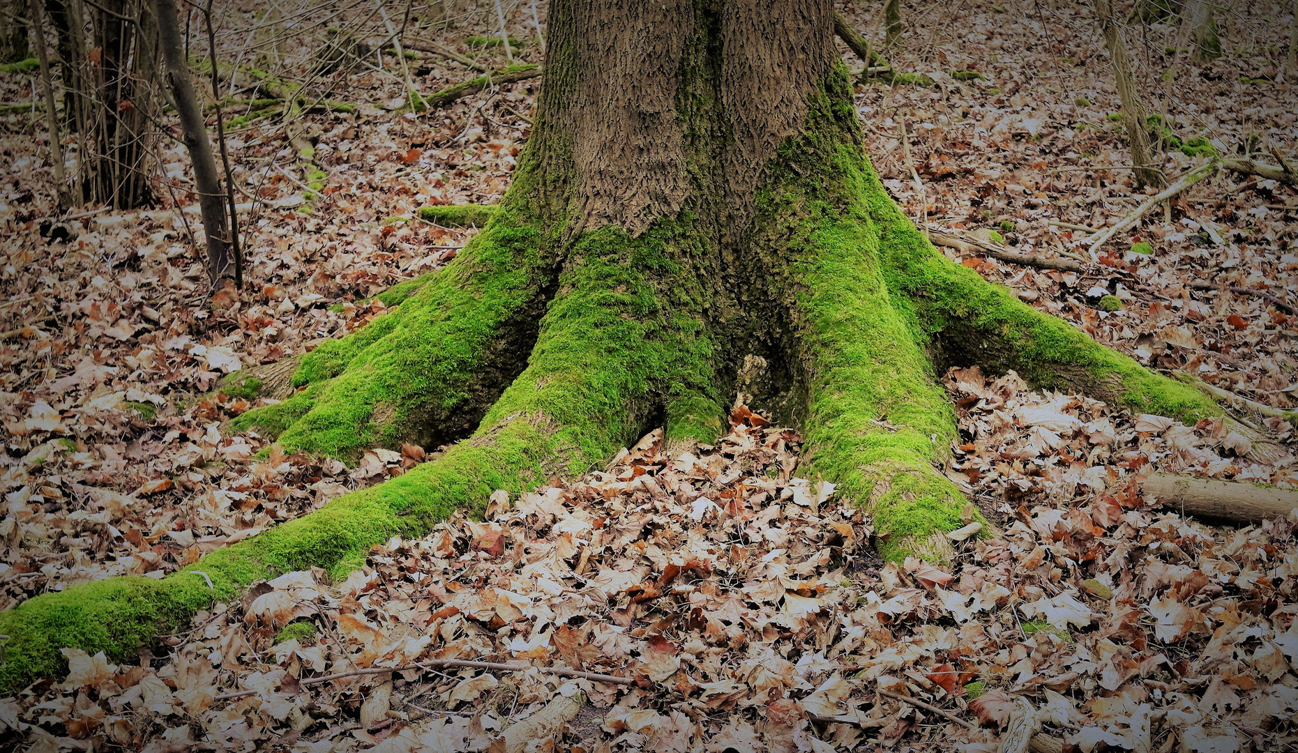 MOOS - WELTEN (Bild 2. von 4.) WURZEL - KRAKE  (Natur - Wald)