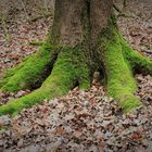 MOOS - WELTEN (Bild 2. von 4.) WURZEL - KRAKE  (Natur - Wald)