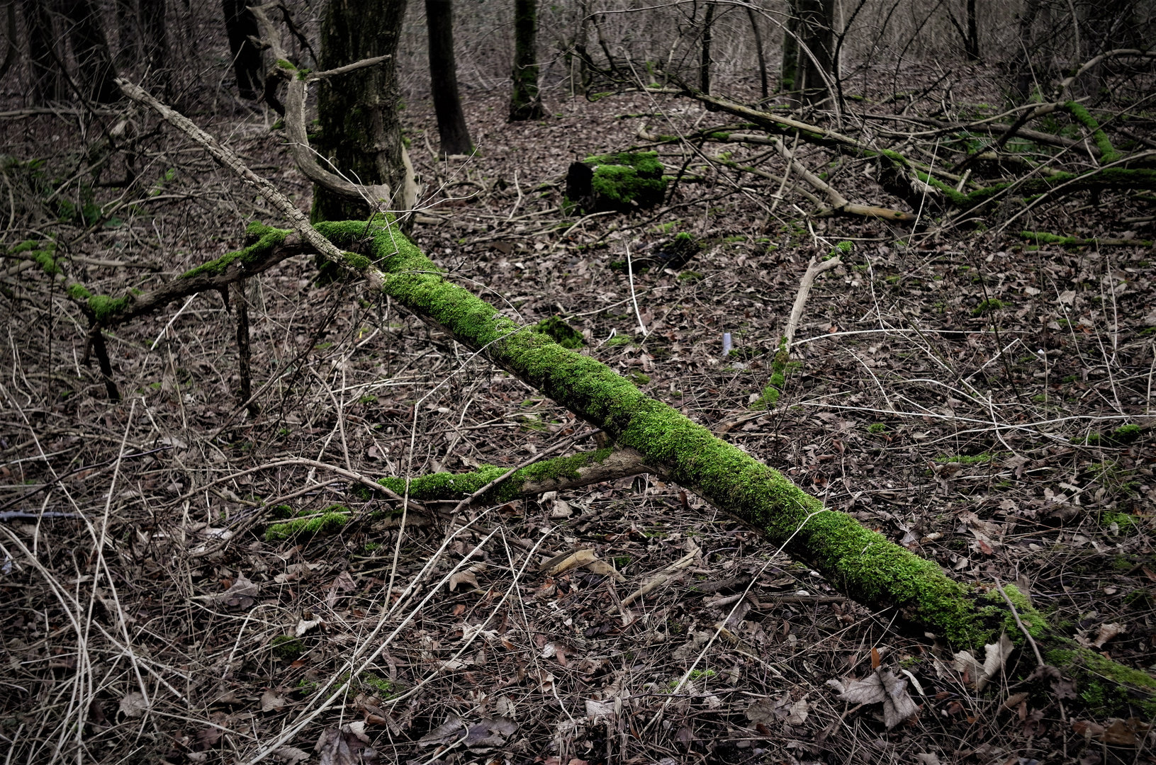 Moos - Welten (Bild 3.von 4.) Baumstamm - Moosverkleidung