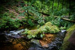 Moosable umfließt einen Grünstreifen im Pfälzerwald