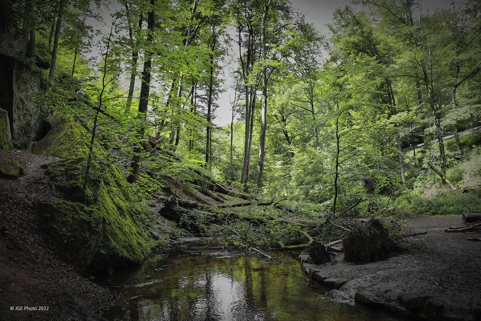 Moosalbe in der Karlstalschlucht bei Trippstadt