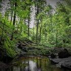 Moosalbe in der Karlstalschlucht bei Trippstadt