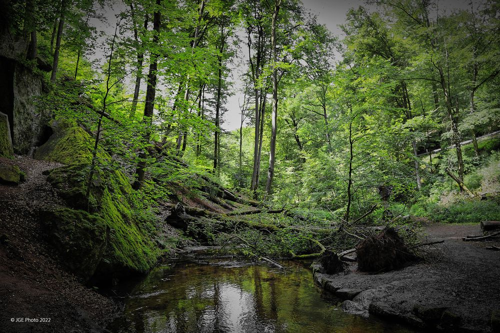 Moosalbe in der Karlstalschlucht bei Trippstadt