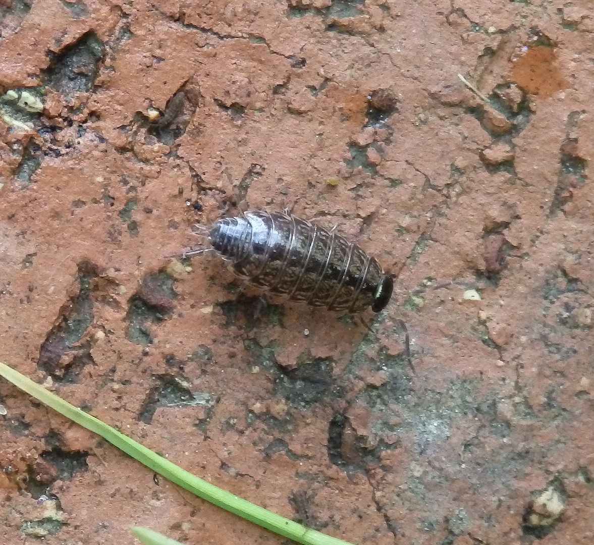 Moosassel (Philoscia muscorum) im heimischen Garten