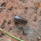 Moosassel (Philoscia muscorum) im heimischen Garten