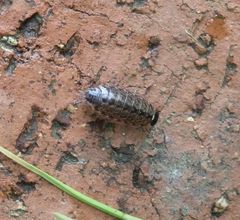 Moosassel (Philoscia muscorum) im heimischen Garten