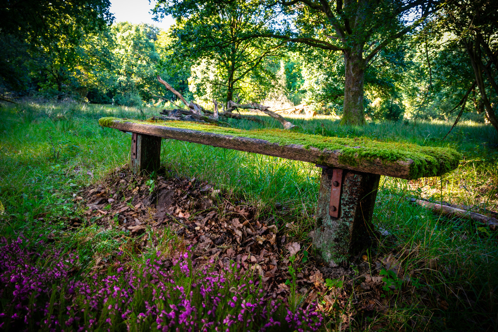 Moosbank mit Heideblüte in der Lüneburger Heide