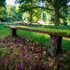 Moosbank mit Heideblüte in der Lüneburger Heide