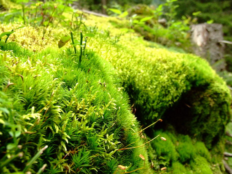 Moosbedeckter Waldboden