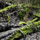 Moosbewachsene Baeume im Rheinelbe Park Gelsenkirchen