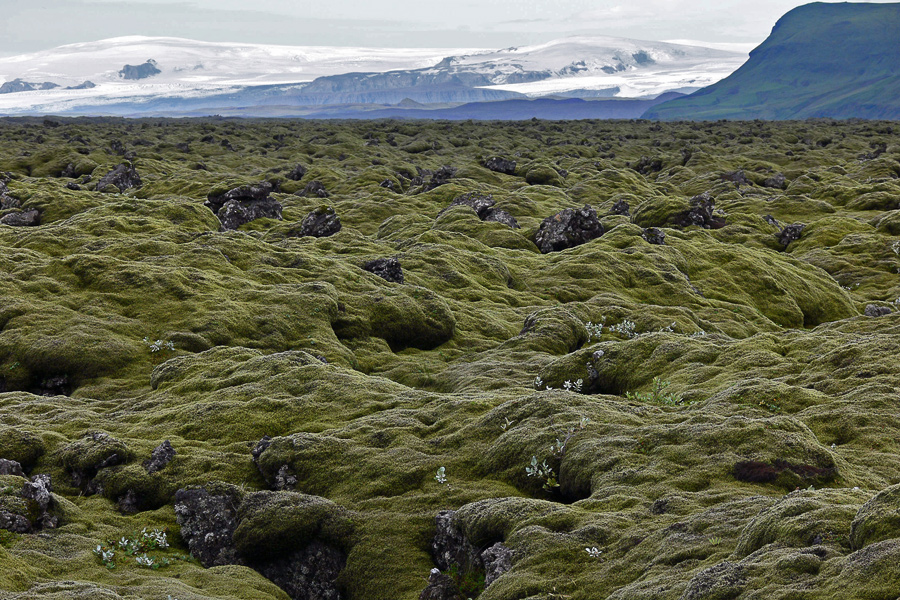 Moosbewachsene Lava in Island (2)