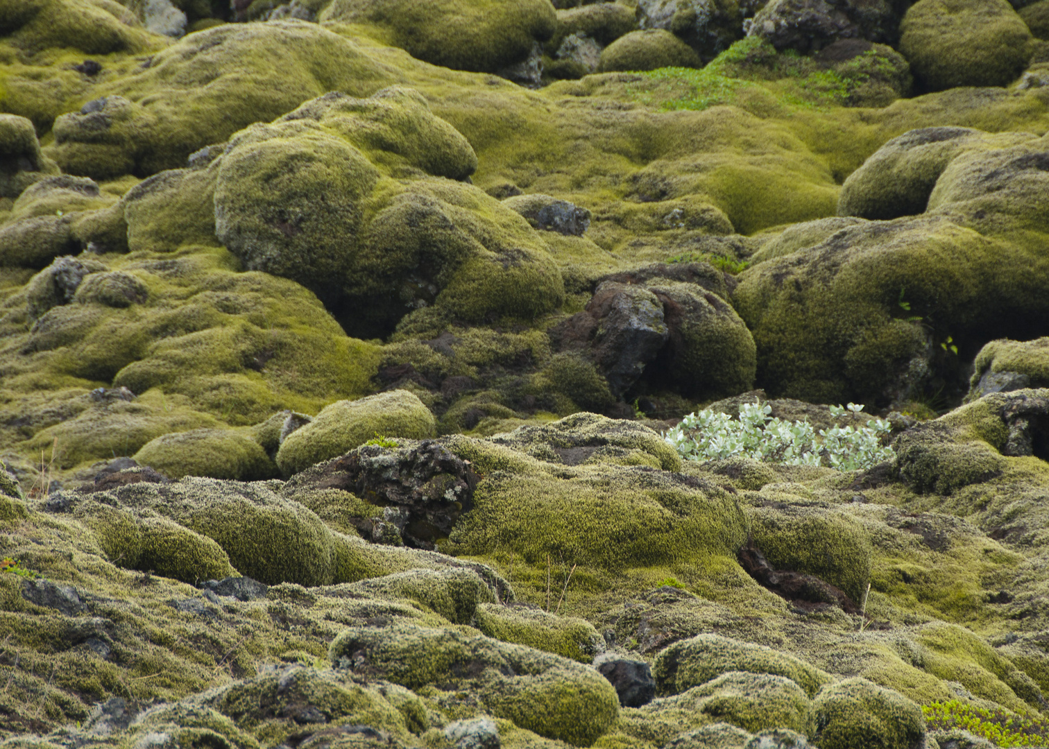 Moosbewachsene Lava in Island