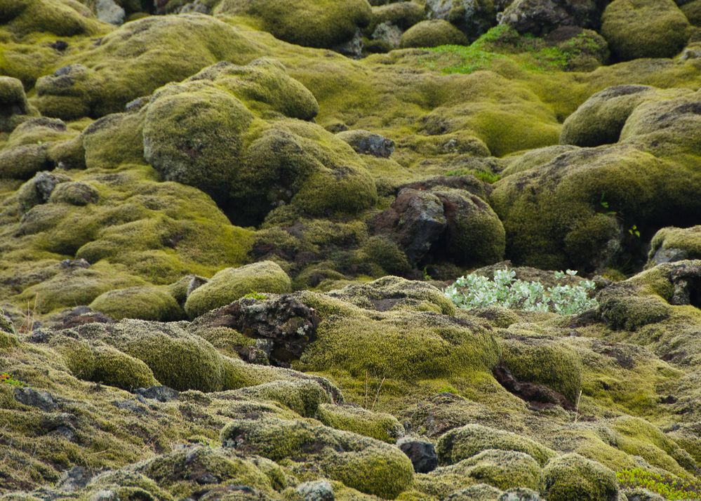 Moosbewachsene Lava in Island