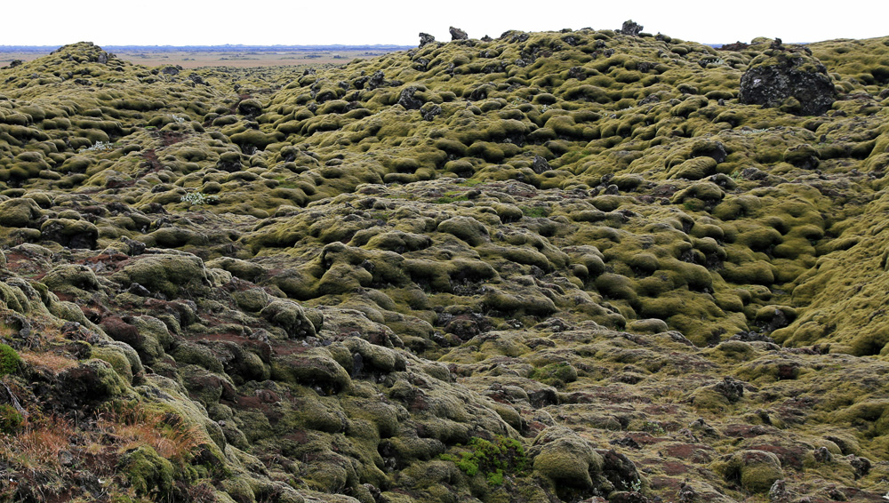 Moosbewachsene Lava in Island (Eldhraun)