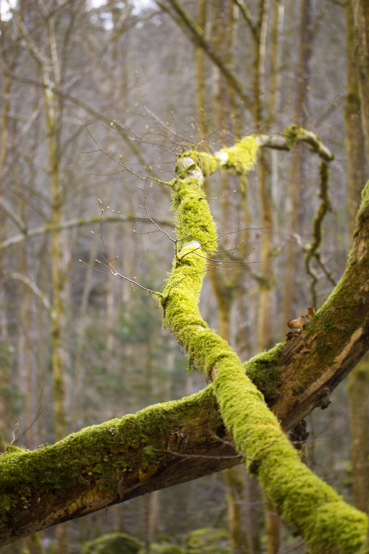 Moosbewachsener Baum