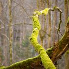 Moosbewachsener Baum