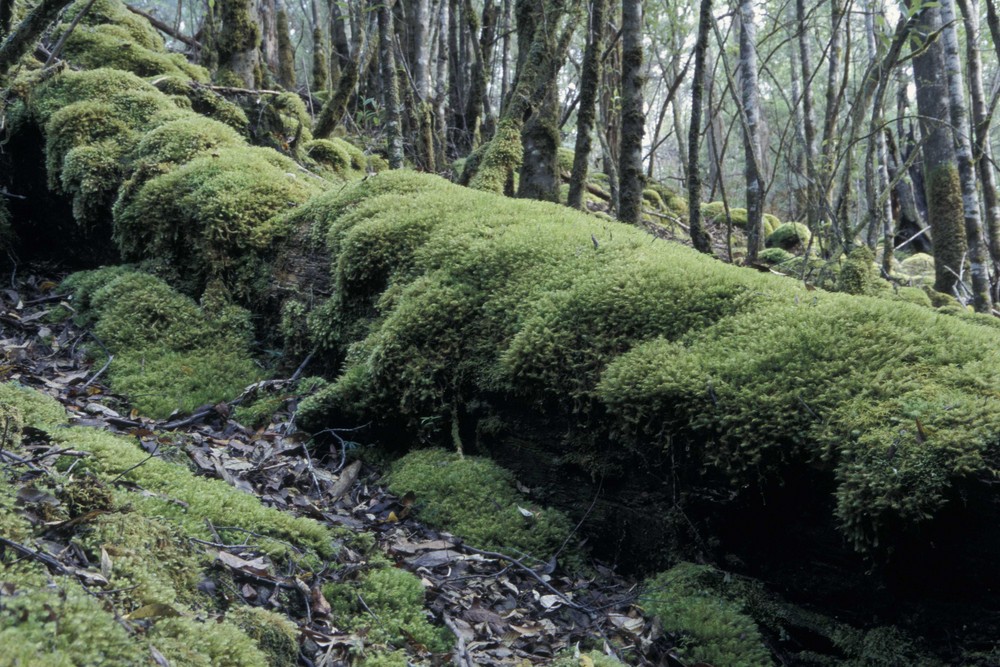 Moosbewachsener Baumstamm im Regenwald