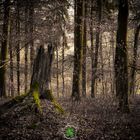 Moosbewachsener Baumstumpf im Wald