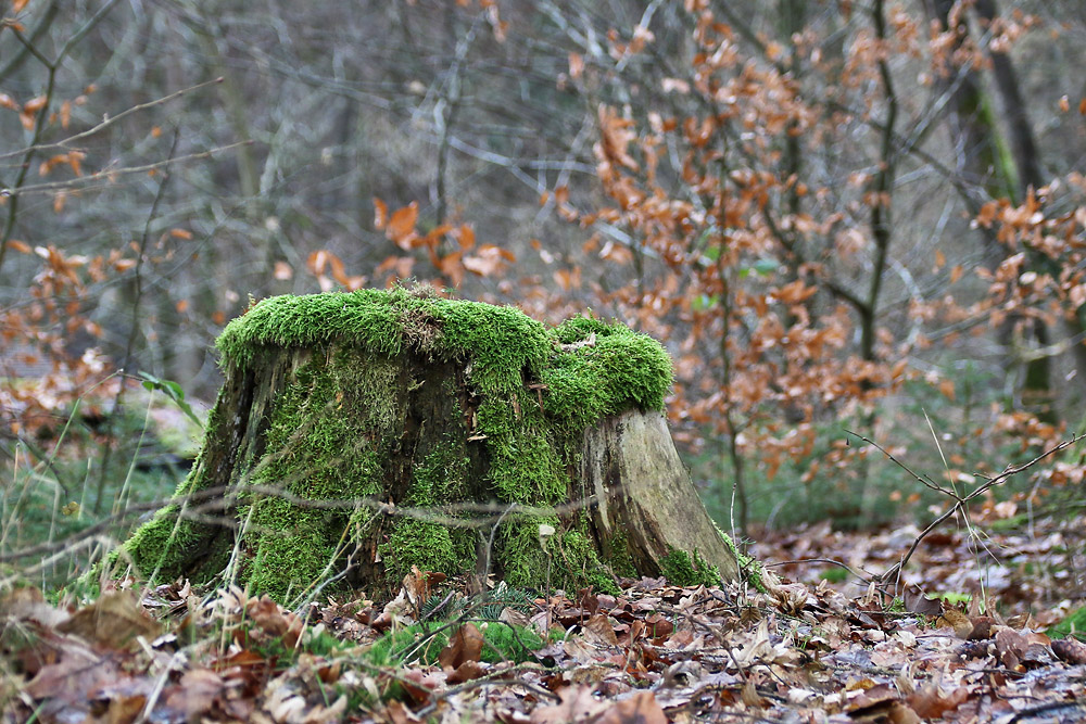 Moosbewuchs am Baumstumpf