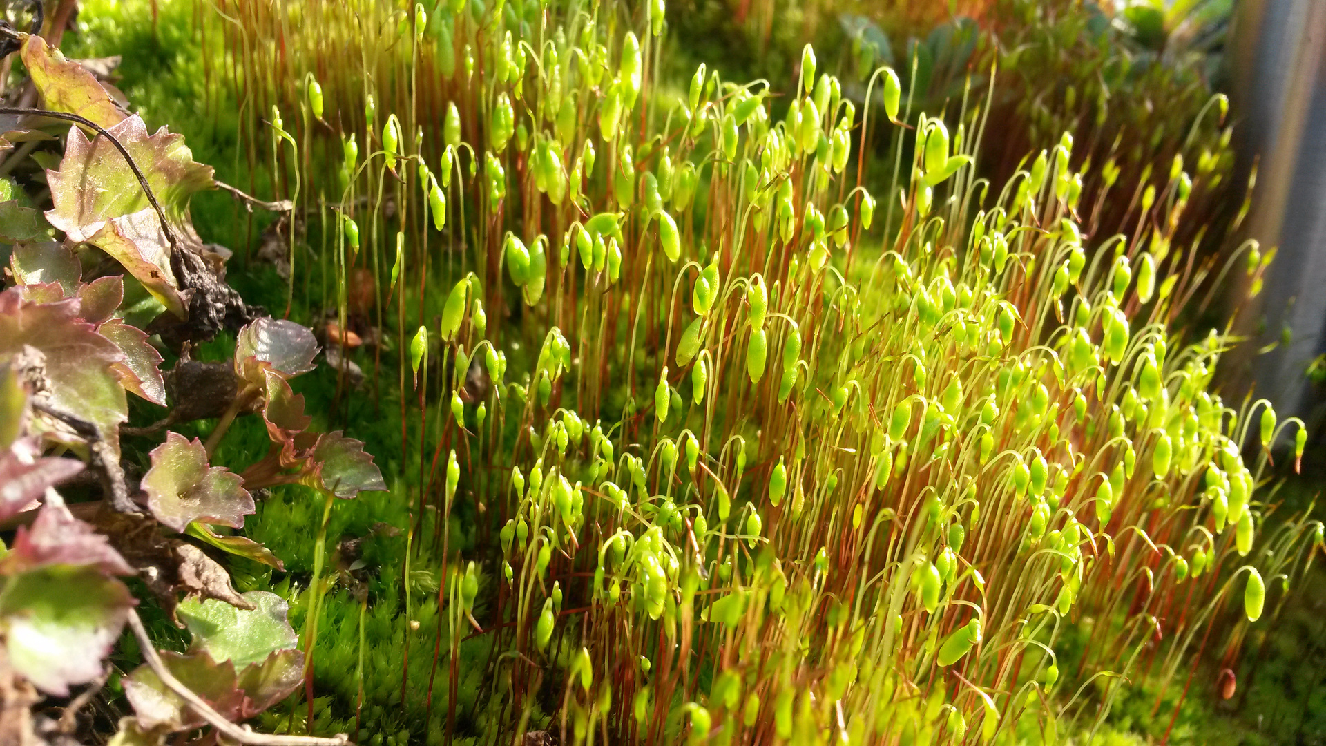 Moosblüte im Blumenkasten 