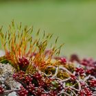 Moosblüte im Steingarten 