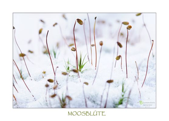 Moosblüte verblüt