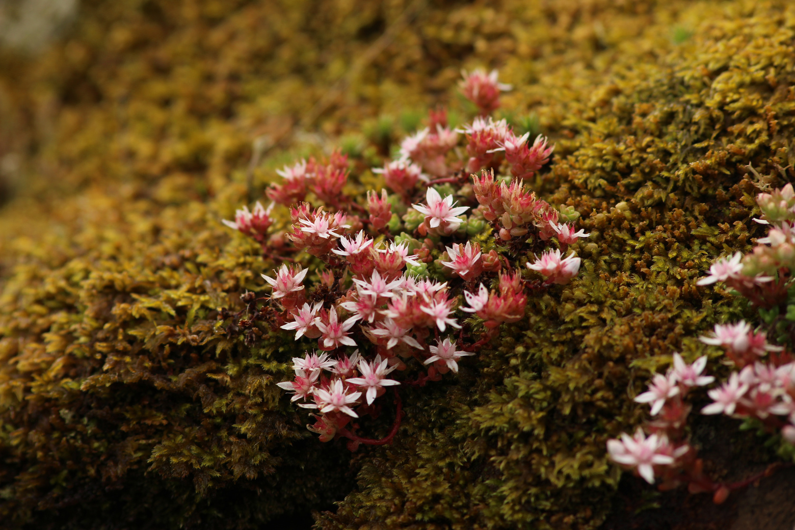 MoosBlüten