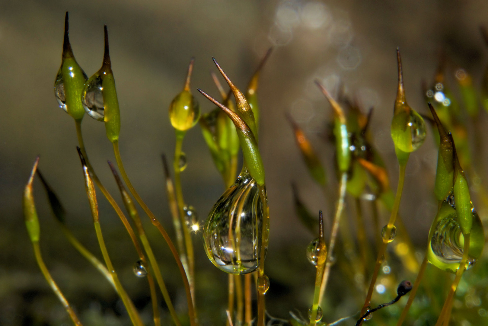 Moosblüten im Regen