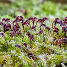 Moosblüten mit Eiskristallen 1