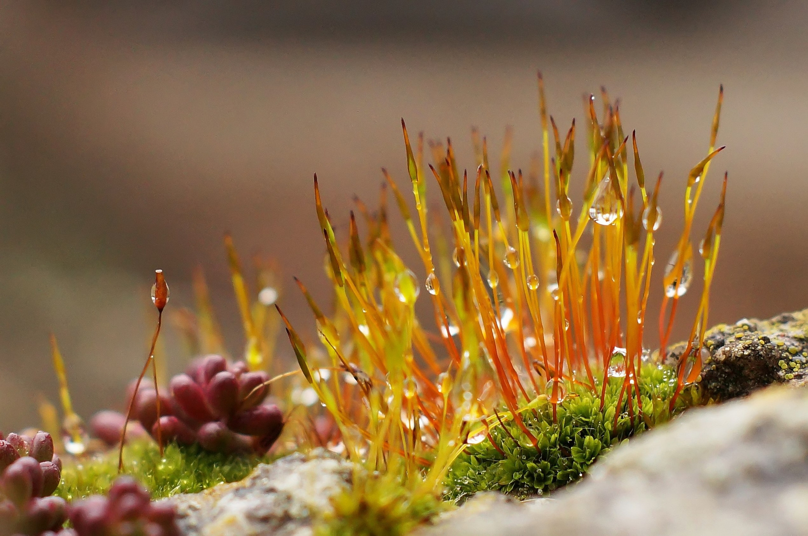 Moosblüten nach dem Regen