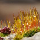 Moosblüten nach dem Regen