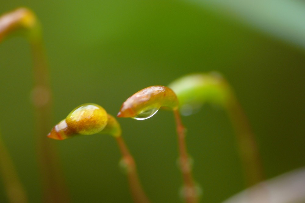 Moosblüten nach den Regen