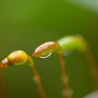 Moosblüten nach den Regen