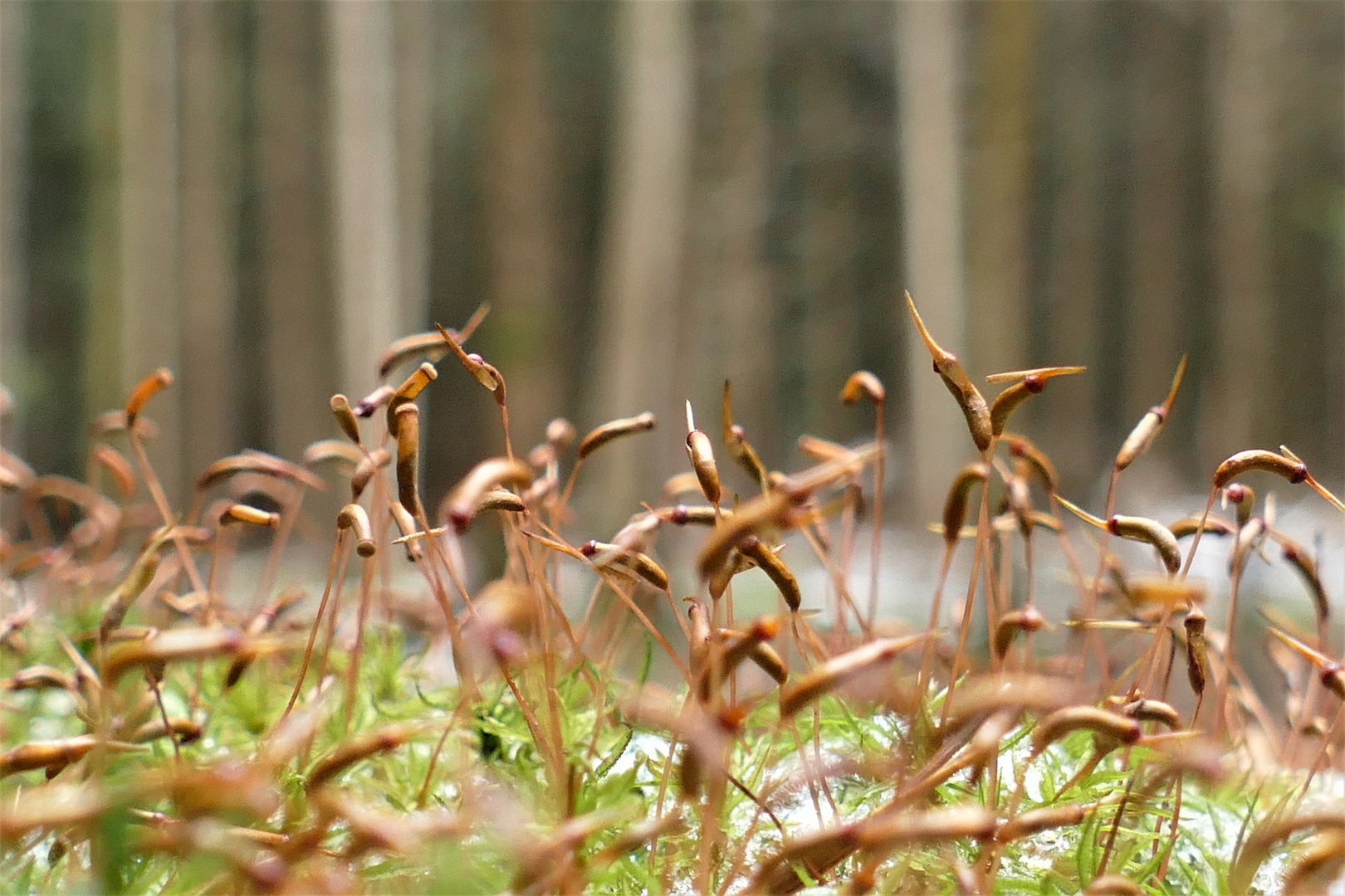  Moosblütenteppich im Winterwald