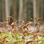  Moosblütenteppich im Winterwald