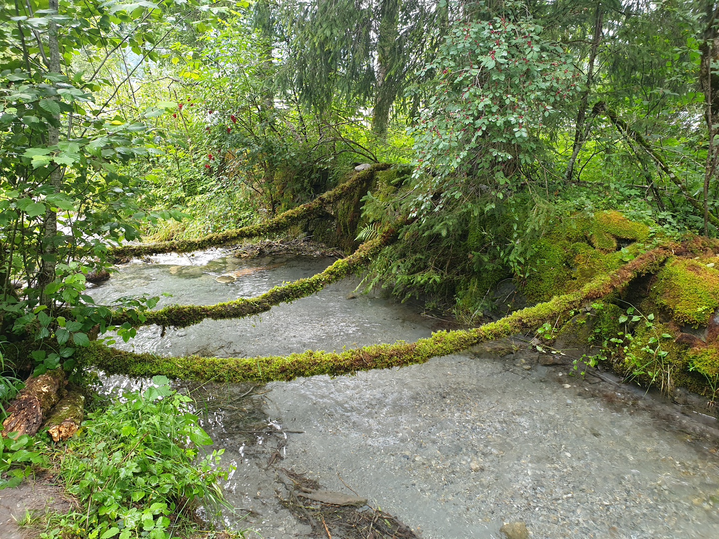 Moosbrücke