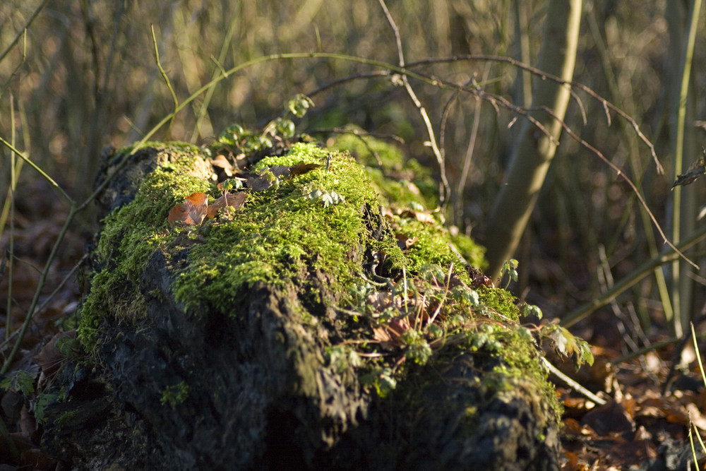 Moosdecke