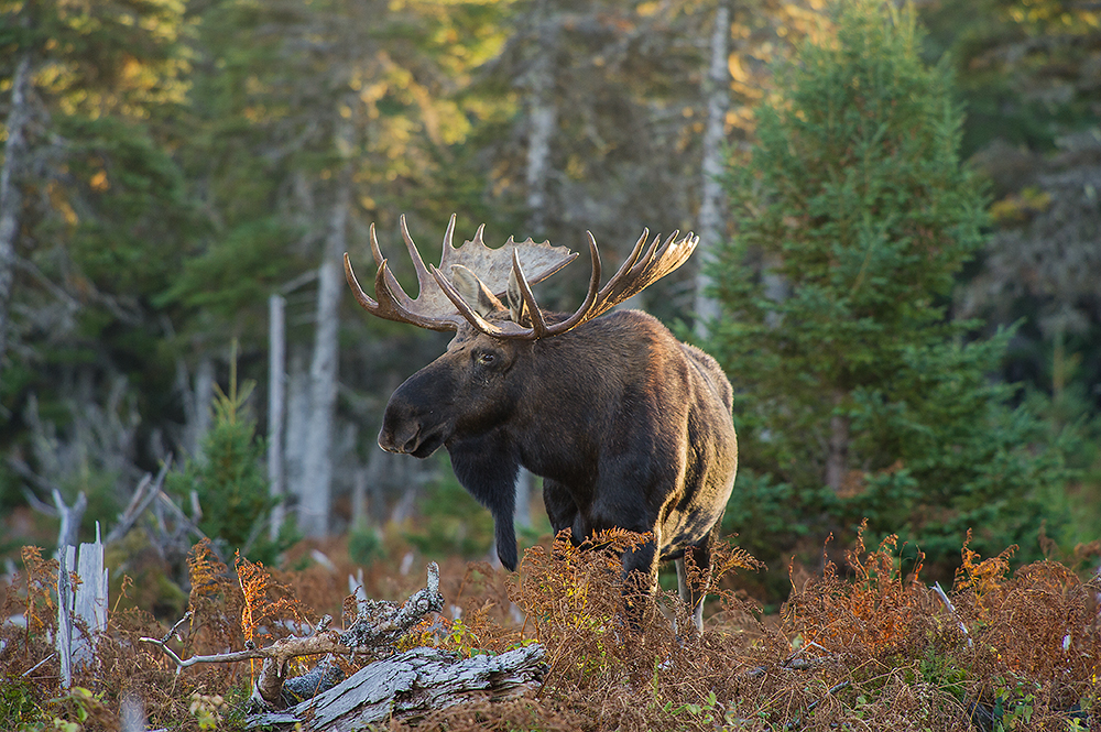 Moose