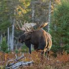 Moose